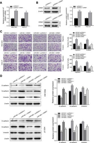 Figure 6 Restoration of CRIM1 expression abolished the effects of miR-665 on the proliferation, migration and invasion in GC cells. MGC-803 and HGC-27 cells were co-transfected with the pcDNA3.1-CRIM1 plasmid or empty vector and miR-665 mimics or negative controls. All post transfected cells were collected and used in the following experiments. (A and B) CRIM1 mRNA expression and protein expression in MGC-803 and HGC-27 cells transfected with pcDNA3.1-CRIM1 plasmid or empty vector was examined by qRT-PCR and Western blotting, respectively. (C) Transwell assays were conducted to examine post transfected cells migration and invasion, respectively. (D) Western blotting was used to detect the effects of post transfected cells on EMT-related proteins (E-cadherin, N-cadherin, and vimentin) in MGC-803 and HGC-27 cells. Data are presented as mean ± SD. *P < 0.05, **P < 0.01.