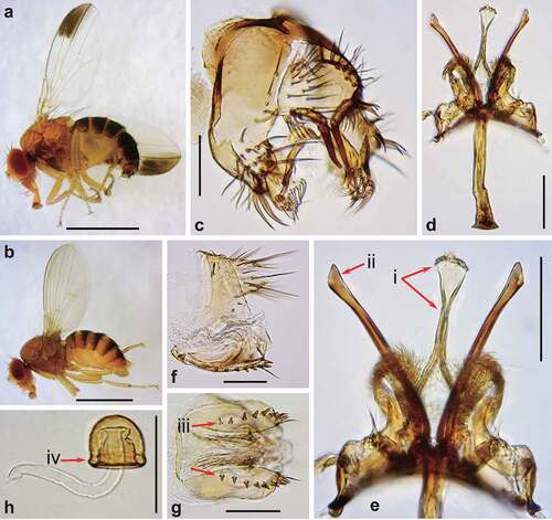 Figure 2. Morphology of Drosophila elegans brown morph. (a) Male habitus (lateral view). (b) Female habitus (lateral view). (c) Periphallic organs (caudolateral view). (d) Phallic organs (ventral view). (e) Ditto. (f) Female terminalia (lateral view). (g) Ditto (ventral view). (h) Spermatheca (lateral view). Diagnostic characters are indicated with red arrows: (i) aedeagus medially very narrow, apically expanded and truncate with nearly flat margin in ventral view; (ii) posterior elongation of pregonite apically slightly expanded triangularly; (iii) hypogynial valve (oviscapt) with teeth arranged in a single row on ventral margin; and (iv) spermathecal capsule as long as wide, with basal collar. Scales: 1 mm in a and b, 0.1 mm in c–h.