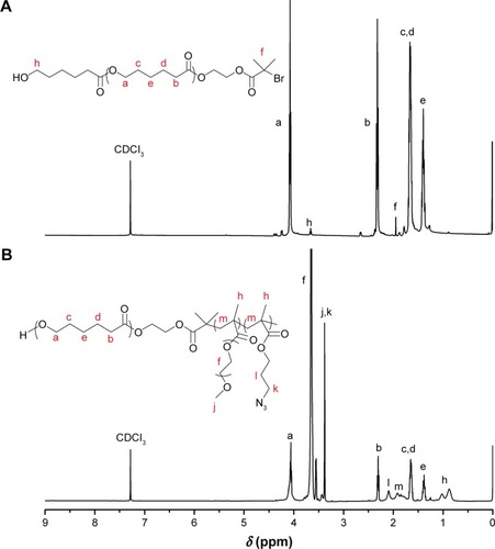 Figure 2 Proton nuclear magnetic resonance spectra of (A) PCL-Br and (B) PCL-b-P(OEGMA-co-AzPMA) in CDCl3.Abbreviations: AzPMA, 3-azidopropyl methacrylate; OEGMA, oligo(ethylene glycol) ethyl methacrylate; PCL, polycaprolactone.