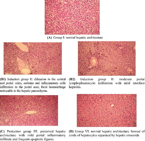 Figure 3. Hepato-histopathological effect of Hyrtios aff. erectus sponge extract on POPs induced toxicity in mice of different groups. Note: Light microscopy; H&E × 400.