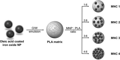 Scheme 1 Schematic for the synthesis of iron oxide nanoparticles (IONPs)-embedded poly(lactic acid) (PLA) magnetic nanocomposites (MNCs) via oil-in-water emulsion by differing the contents of IONPs in the MNCs.
