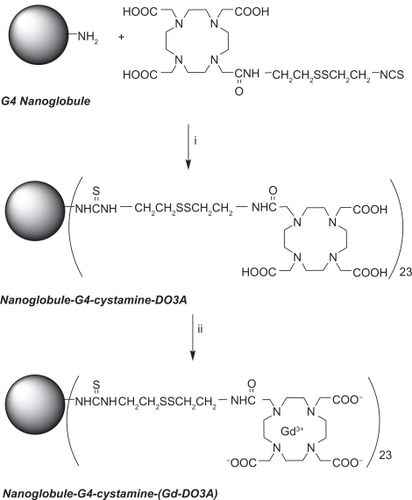 Scheme 1 Synthesis of nanoglobule-G4-cystamine-(Gd-DO3A). (i) H2O, pH 9.0, 72 hours; (ii) gadolinium acetate, pH 5.0, 72 hours; EDTA, 1 hour.