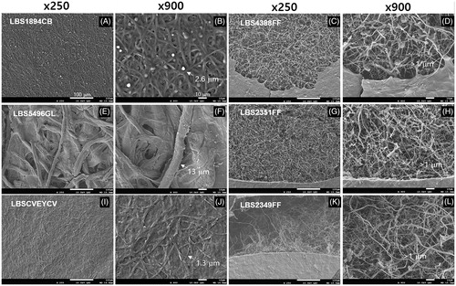 Figure 2. Scanning electron microscopy analyses of mycelial mats from different polypore mushrooms in two different magnifications (×250 and ×900). (A,B) Coriolus brevis LBS1894CB. (C,D) Fomitella fraxinea LBS4388FF. (E,F) Ganoderma lucidum LBS5496GL. (G,H) F. fraxinea LBS2351FF. (I,J) C. versicolor LBSCVEYCV. (K,L) F. fraxinea LBS2349FF. The samples were prepared using the mycelial mats obtained from the PDB plate medium culture. Arrows indicate the hyphal diameters of the mycelium in the mycelial mat. The hyphal diameter of F. fraxinea was less than 1 µm, as indicated.