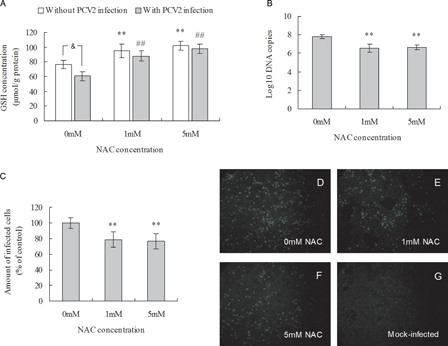 Figure 2. Effect of NAC treatment on intracellular GSH levels and PCV2 replication. (A) GSH levels in NAC-treated PK15 cells were determined as described in the methods. PK15 cells were cultured overnight with various concentrations of NAC before PCV2 infection. After a further 72 hours in the presence of various concentrations of NAC PK15 cells were assayed for the number of viral DNA copies by real-time PCR (B) and the relative amount of PCV2-infected cells by immunofluorescence (C) in control group (D), 1 mM NAC-treated group (E), 10 mM NAC-treated group (F), and mock-infected group (G).Values shown are means ± SD from three independent experiments. Groups were compared by a one-way ANOVA followed by least-significant difference test (*P < 0.05, **P < 0.01). Within the groups with/without PCV2 infection, bars with ‘*’ or ‘#’ are statistically significantly different from control, respectively, by a one-way ANOVA followed by least-significant difference test (*P < 0.05, **P < 0.01; #P < 0.05, ##P < 0.01). ‘&’ denotes significant difference (&P < 0.05) between infected cells and non-infected cells by PCV2.