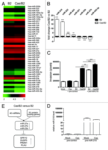 Figure 7. microRNA expression profiles and target validation in invasive Cas/B2 vs. non-invasive B2 acini. (A) Heat map representing the 40 differentially expressed miRNAs, identified by SAM two class paired analysis (FDR = 8.9%), between invasive Cas/B2 (right column) compared with non-invasive B2 (left column) acini. Each row shows the average expression values (n = 5) referring to individual miRNAs. A color-coded scale for the normalized expression values has been used: red and green represent high and low expression levels, respectively. The expression level of each miRNA was calculated as the Log2 (expression value) and the list of these expression values is provided in the Table S3. (B) MicroRNA expression was analyzed by qRT-PCR in triplicate for 7 miRNAs on 5 different RNA preparations from invasive Cas/B2 and non-invasive B2 acini. U6 small nucleolar RNA expression was used as internal control. Bar represent ± standard deviations. (C) B2 or Cas or Cas/B2 cells overexpressing pre-control or pre-miR-210 were subjected to Transwell invasion assays. After 48 h, cells were fixed and stained. Quantification of cells that invaded through the Matrigel/Collagen matrix from two experiments performed in triplicate and statistical analysis were performed as described in Materials and Methods (**p < 0.001), (***p < 0.0001). (D) Levels of miR-210 upregulation obtained after transfection of cells used in (C). (E) Schematic diagram illustrating the strategy for finding miRNA target genes in the invasive 91-gene coding signature.