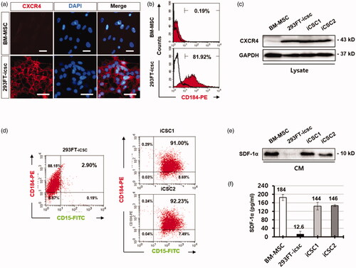 Figure 2. CXCR4/CD184 was highly increased in iCSCs. (a) Immunofluorescence images of CXCR4/CD184 protein expression in human BM-MSCs and 293FT-icsc cells. (b) Flow cytometry analyses for CXCR4/CD184 protein expression in human BM-MSCs and 293FT-icsc cells. (c) Western blot images of CXCR4/CD184 protein expression in whole cell lysates from human BM-MSCs, 293FT-icsc cells, and iCSCs. (d) Flow cytometry analyses for CXCR4/CD184 and CD15 protein expression in iCSCs. (e) Western blot images of CXCL12/SDF-1α chemokine expression in conditioned media from human BM-MSCs, 293FT-icsc cells, and iCSCs. (f) ELISA analysis of CXCL12/SDF-1α chemokine expression levels in conditioned media from BM-MSCs, 293FT-icsc, and iCSCs. Results are means ± SD independently calculated from triplicates.