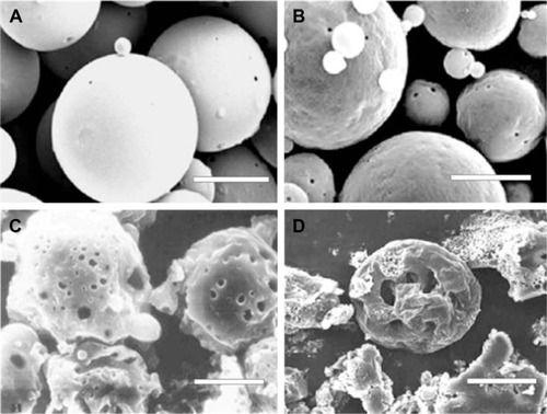 Figure 4 The scanning electron microscope images of bFGF-PLGA MS in shaking flask oscillation group.