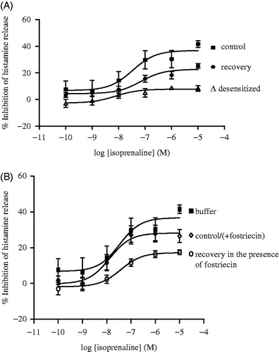 Figure 6. Influence of fostriecin on recovery from desensitization. Cells were incubated (24 h) without (control) or with isoprenaline (10−6 M) and then washed and incubated without or with isoprenaline (10−6 M) and with or without fostriecin (10−6 M) for a further 24 h. The cells were then extensively washed and incubated with isoprenaline (10−10–10−5 M) for 10 min before challenge with anti-IgE (1:300) to induce histamine release. Values are expressed as % inhibition of the control histamine release, that is, in (A) 31 [±3]% (square), 40 [± 3]% (closed circle), 36 [± 4]% (triangle) and in (B) 31 [± 3]% (square), 35 [± 4]% (diamond) and 38 [± 4]% (open circle). Split panels are provided for clarity. Values shown are means ± SEM, n = 10/regimen.