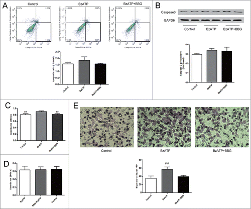 Figure 3. Effects of P2X7 receptors activation on the apoptosis, proliferation and migration of EPCs and proliferation of C6 glioma cells. (A) Flow cytometry of apoptotic cells in EPCs cultured with or without P2X7 receptors agonist (BzATP) in the presence or absence of P2X7 receptors antagonist (BBG). Values are presented as mean ± SD from 6 separate experiments. (B) Western blot analysis of caspase-3 expression in EPCs with or without BzATP treatment in the presence or absence of BBG. GAPDH blot serves as loading control. Values are presented as mean ± SD from 6 separate experiments. (C) Proliferation of EPCs cultured with or without BzATP in the presence or absence of BBG was measured using MTT assay. Values are presented as mean ± SD from 6 separate experiments.##P < 0.01 vs. BzATP. (D) Proliferation of C6 glioma cells cultured with or without BzATP in the presence or absence of BBG was measured using MTT assay. Values are presented as mean ± SD from 6 separate experiments. (E) EPCs were cultured with or without BzATP in the presence or absence of BBG. Then, transwell migration assay was applied to detect the migratory cells in different groups. Quantification of migration was expressed as the number of migrating cells per high-power field (HPF; ċ20; bottom). Values are presented as mean ± SD from 6 separate experiments.##P < 0.01 vs. Control or BzATP + BBG.