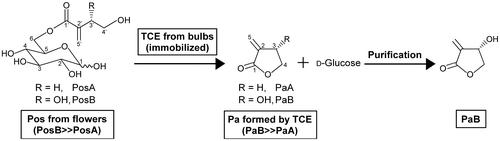 Fig. 1. Enzymatic preparation of tulipalin B (PaB) based on the one-step direct conversion of 6-tuliposides (Pos) A and B to tulipalins (Pa) A and B by tuliposide-converting enzyme (TCE).Note: The 1α- and 1β-anomers are present for PosA and PosB, and both anomers serve as substrates for TCE. Critical steps to this process are the use of tulip flowers that predominantly accumulate PosB as the substrate source, the use of tulip bulbs as a source of TCE, and the use of activated charcoal and ethanol for PaB purification.