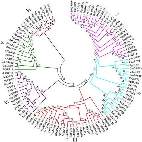 Figure 1. Phylogenetic analysis of GRF from Arabidopsis, oryza, populus, glycine max, peach, european pear, strawberry and apple. Using the Neighbor-Joining method to construct the phylogenetic tree. Six subfamilies are shown in different colors.