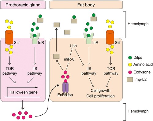 Figure 1. The molecular pathways involved in Drosophila juvenile development and growth. Amino acids in the hemolymph enter cells through Slimfast (Slif) and thereafter activate TOR signaling. Drosophila insulin like peptides (Dilps) bind to insulin receptor (InR), thereby activating the insulin/insulin-like growth factor signaling (IIS) pathway. Both signaling pathways stimulate transcription of Halloween genes in the prothoracic gland, which facilitates the synthesis of ecdysone. The release of ecdysone into the hemolymph promotes fly development. Additionally, Dilps and amino acids stimulate IIS and TOR signaling in the larval fat body, respectively, to promote cell growth and proliferation. Activation of IIS/TOR signaling in the larval fat body is thought to contribute to body growth rate through regulation of non-autonomous tissue growth; however, the underlying mechanisms are still elusive. Ecdysone in the hemolymph penetrates the larval fat body and immediately binds to the ecdysone receptor (EcR). When EcR is activated, it secretes imaginal morphogenesis protein-Late 2, which inhibits the activity of Dilps and prevents the activation of the systemic IIS pathway.