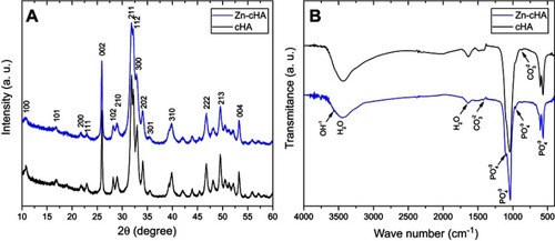 Figure 1 XRD patterns (A) and FTIR spectra (B) of Zn-cHA and cHA powders.Abbreviations: XRD, X-ray diffraction; FTIR, Fourier-transform infrared; Zn-cHA, Zinc-doped carbonated hydroxyapatite; cHA, carbonated hydroxyapatite.