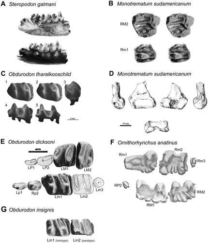 Figure 6. Platypus-like monotremes. A, Dentary of Steropodon galmani (AM F66763) modified from Archer et al. (Citation1985). B, Stereopair occlusal view of the right M2 (above; MLP 91−I − 1 − 1 [holotype]) and right m1 (below; MPEF–PV 1635) of Monotrematum sudamericanum modified from Pascual et al. (Citation2002) (scale not provided). C, Lm1 (QM F56252, holotype) of Obdurodon tharalkooschild. 1–2, Stereopair, occlusal view; 3, anterior view; 4, buccal view; 5, lingual view. Image modified from Pian et al. (Citation2013, fig. 2). D, Distal end of the left femur of Monotrematum sudamericanum (MACN-Pv CH 1888) in lateral, dorsal, ventral, medial, and distal views modified from Forasiepi & Martinelli (Citation2003). E, Upper and lower premolars and molars of Obdurodon dicksoni and Obdurodon insignis (SAM P18087 [holotype] and AMNH 97228 [paratype]) modified from Archer et al. (Citation1992). F, Occlusal surfaces of the lower right toothrow of Ornithorhynchus anatinus. Image modified from Green (1937) (Scale not provided). G, Occlusal views of Lm1 (holotype cast, SAM P18087) and Lm2 (paratype, AMNH 97228) of Obdurodon insignis.