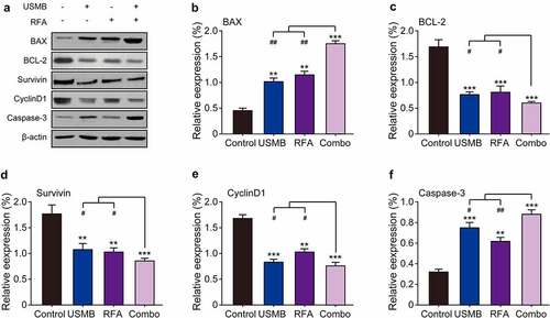 Figure 6. Western blot analysis of combination therapy of USMB and RFA on apoptosis-related proteins in Panc02-bearing mice. (a) Representative western blot image and protein expression level of (b) BAX, (c) BCL-2, (d) Survivin, (e) CyclinD1 and (f) Caspase-3 in pancreatic carcinoma tissues. *p < 0.05, **p < 0.01 and ***p < 0.001 vs. Control group; #p < 0.05, ##p < 0.01 and ###p < 0.001 vs. Combo group. Results were showed as means ± SD (n = 10)