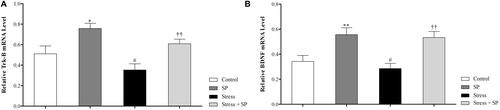 Figure 3 Amygdala BDNF (A) and TrkB (B) mRNA expression in stressed or non-stressed rats subjected to SP treatment. BDNF mRNA expression in the stress group was significantly lower than control group (A). Stressed rats showed decreased in TrkB mRNA expression than control group (B). Data are expressed as mean±S.E.M. In (A and B) #P = 0.01 than the corresponding control group; ††P = 0.001 than the stressed group; *P = 0.049; **P = 0.001 than the control group. Five animals were used per each group for molecular analysis.