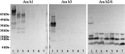 Figure 4. Immunoblotting analysis of the soluble fraction of digested peanut and processing peanut. Immunoblots were developed using polyclonal antibody preparations to Ara h1, Ara h3 and Ara h 2/6. The order of the samples in lane 1: non-digested raw peanut; lanes 2, 4 and 6: soluble fractions after 10 min gastric digestion of raw peanut, roasted peanut and boiled peanut, respectively; lanes 3, 5 and 7: soluble fractions after 120 min gastric digestion of raw peanut, roasted peanut and boiled peanut, respectively.