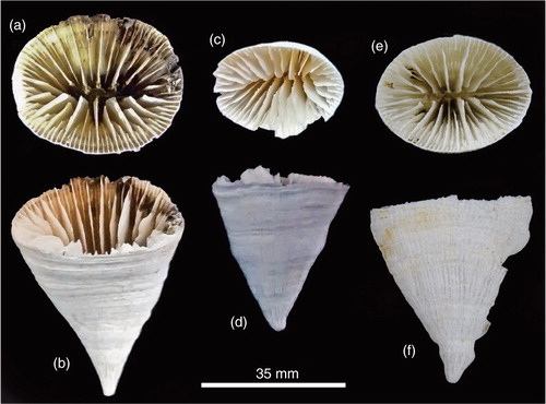 Fig. 4  Specimens of Flabellum areum of bigger sizes than previously recorded.