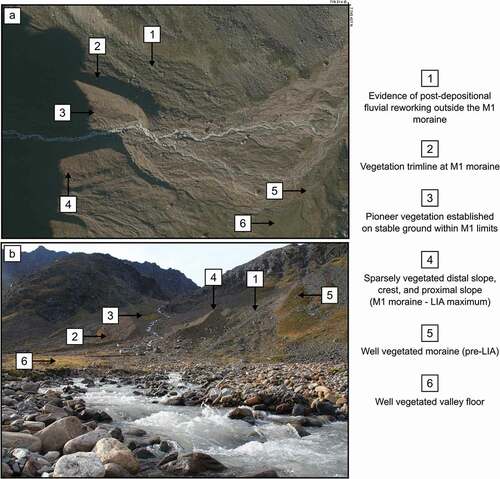 Figure 5. Example of the LIA moraine examined in the field (foreland of glacier 121) that can be seen from (A) aerial orthophotograph (0.25 m resolution; NORGEiBILDER Citation2019) and (B) oblique photograph. The M1 moraine is sharp crested, with little evidence of slumping, predominantly unaffected by periglacial slope activity, and on the distal side of the moraine there is a distinct vegetation trimline. Note: The LIA moraines shown on the aerial imagery are not easily distinguishable on the 15 m Landsat imagery and not identifiable on the 30 m Landsat imagery