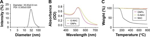 Figure 2 Identification and quantification of GNPs and G-NAC.Notes: DLS spectrum of GNPs (A), UV-vis spectrum of GNPs and G-NAC (B), and TGA curves of GNPs, NAC, and G-NAC (C). The weight is constant up to 800°C.Abbreviations: DLS, dynamic light scattering; G-NAC, gold nanoparticles-N-acetyl cysteine; GNPs, gold nanoparticles; NAC, N-acetyl cysteine; TGA, thermogravimetric analysis; UV-vis, ultraviolet visible.