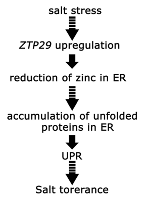 Figure 1 A shematic representation of the model of the involvement of ZTP29 in the induction of UPR by salt stress. This model propose that ZTP29 functions upstream of proper folding of ER proteins.