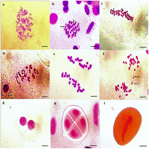 Figure 9. Micrographs of pollen meiosis of Aegilops neglecta (2n = 6x = 42): (a) pachytene; (b) diakinesis; (c, d) metaphase I (U: univalent chromosomes); (e, f) anaphase I (Pch: chromatin bridges and Cr: chromosome lagging); (g) dyad; (h) tetrad; (i) pollen grain with furrow aperture. Scale bar = 15 μm.