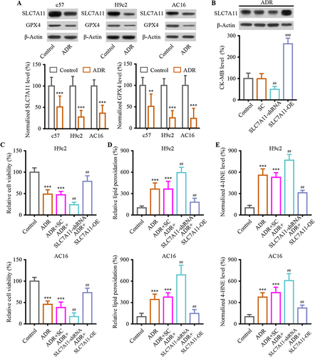 Figure 3 SLC7A11-mediated ferroptosis involved in ADR-induced cardiac injury. (A) The ADR induces down-regulation of SLC7A11 and GPX4 expression both in vitro and in vivo. (B) The intervention of SLC7A11 mediated ADR-induced cardiac injury assessed using biochemical cardiotoxicity markers CK-MB in mice. (C) Cell viability assays were conducted on H9c2 and AC16 cardiomyocytes when SLC7A11 was interfered to mediated ADR-induced cardiac injury. (D) H9c2 and AC16 cardiomyocytes were measured for lipid peroxidation. (E) Levels of 4-HNE in the H9c2 and AC16 cells were examined when SLC7A11 was interfered under ADR. Data are reported from at least three independent experiments and analysed by one way ANOVA followed by Dunnett’s post hoc test. **P < 0.01, ***P < 0.001 compared with Control; ##P < 0.01, ###P < 0.001 compared with ADR+SC.