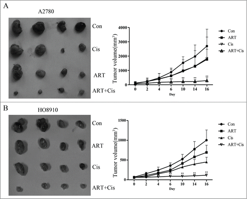 Figure 6. Artesunate sensitizes ovarian cancer xenografts to cisplatin Artesunate and cisplatin, administered alone or artesunate in combination, were applied to nude mice bearing A2780 (A) or HO8910 (B) tumor xenografts. Left: photograph of tumor xenografts isolated from nude mice. Right: growth curves of tumor xenografts in nude mice. The data points were the average ±SD in each group. Tumor growth was significantly reduced in the group receiving combined treatment of artesunate and cisplatin (**P < 0.01).