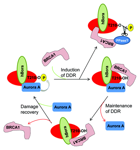 Figure 6. A Model of how BRCA1 inhibits PLK1 activity during DDR.