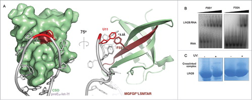 Figure 3. Crosslinking of mutant LIN28 suggests the presence of crosslink sites undetected by MS. (A)Front view surface and side view cartoon representations of the known structure of LIN28A-ΔΔ CSD (green) complexed with preEM-let-7f (gray) (PDB ID: 3TS0). Phe55, the identified crosslink site, contacts U11 of the preEM-let-7f terminal loop. The tryptic peptide MGFGFLSMTAR and Phe55 side chain are highlighted in maroon and U11 nucleotide is highlighted in red. (B) Gel shift binding assays with radiolabeled preEM-let-7f probe, mixed with increasing concentrations of LIN28A-ΔΔ mutant constructs: F55Y (0, 100, 200, 400, 800 nM, 1.6, 3.2 μM) and F55A (0, 22, 44, 180, 700 nM, 2.8 μM). (C) Corresponding SDS-PAGE gels show crosslinked complex bands following UV irradiation.