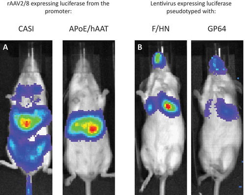 Figure 3. Pseudotype and promoter choice can influence transgene expression.(a) Mice were administered with a similar dose (1e11 genome copies) of rAAV2/8 injected intravenously and imaged 7 days post-dosing. The only difference is the choice of promoter to drive luciferase reporter expression. CASI is a ubiquitous promoter and shows that rAAV8 transduces the liver but also other parts of the mouse. Replacing CASI with the liver-specific APoE/hAAT promoter maintains strong expression in the liver and largely prevents expression in off-target cells. (b) Mice were administered with a similar dose (1e8 transducing units) of the same rLV vector configuration expressing luciferase reporter gene, but pseudotyped with either F/HN or GP64, and were live imaged 7 days post-dosing. Increased transduction efficiency can be explained in part by the distribution of receptors. F/HN has direct access to its receptors (sialic acid) on the apical surface of the epithelium. Binding to GP64 (and VSV-G) receptors requires pre-treatment (1% methylcellulose used here) that may help access receptors on the basolateral membrane of the polarized epithelium (see Figure 1(c)).