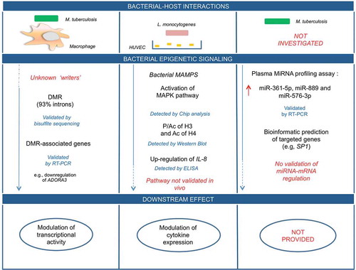 Figure 2. Host-bacterial interactions in humans: experimental gaps in causal-effect pathways. In this diagram, we illustrate three examples for which the cause-effect pathway is not fully detailed at molecular level in bacterial-host interactions. Mainly, the lack of knowledge is represented in red and by blu dashed lines. Blu solid lines represent what has been validated through experimental procedures (see the text for the details).