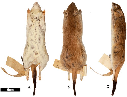 Figure 13. The skin of specimen WAM M348. This specimen was used in this investigation to represent D. blythi. Views are as follows; A, ventral; B, dorsal; C, lateral.