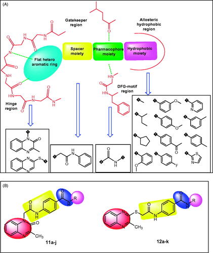 Figure 2. A) Different bio-isosteres that can occupy the ATP binding site of VEGFR-2. B) Representative examples of the new synthesised compounds having the same essential pharmacophoric features of VEGFR-2 inhibitor.