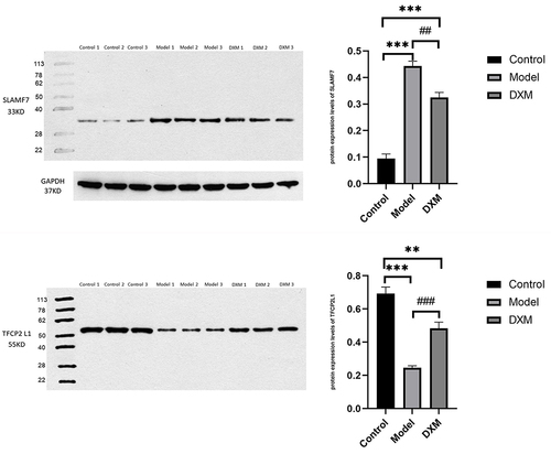 Figure 9 WB of Partial miRNA-mRNA. **, ##P value<0.01, ***, ###P value<0.001.