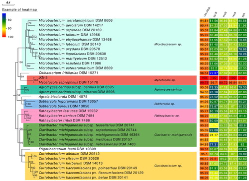 Figure 3. Maximum likelihood phylogeny of strain JXN-3 and other bacterial strains based on concatenated 16S rRNA, gyrase subunit B (gyrB), RNA-polymerase subunit B (rpoB), recombinase A (recA), and polyphosphate kinase (ppk) gene sequences, with heat map showing sequence similarity to strain JXN-3. Numbers at nodes represent bootstrap values based on 1000 replicates. The scale bar represents the number of substitutions per site.