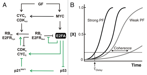 Figure 2 Switching OFF to ON: Derepression and positive feedback on E2F. (A) Events following growth factor receptor engagement that increases E2F expression. In the exit from quiescence, a repressive p130:E2F4/5 complex (designated by RBp:E2FRNuc) situated on E2F target genes is removed via phosphorylation and degradation of p130; E2F4/5 is exported from the nucleus (Nuc) to the cytoplasm (Cyt) in the absence of p130. RB, on the other hand, cycles through states of hypo- and hyperphosphorylation during the cell cycle. Repression of p53 is achieved through E2FA-mediated upregulation of the SIRT1 deacetylase. Green arrows indicate positive feedback. GF, growth factors; E2FA, activators E2F1–3; E2FR, repressors E2F4–5; RBp, hypophosphorylated pocket proteins; RBpp, hyper-phosphorylated pocket proteins; p21WAF1, cyclin-dependent kinase inhibitor; (B) Effect of positive feedback on gene expression. Cell-cell variability in isogenic cells (noise) can manifest in differences in expression dynamics. Depicted are time courses from distinct cells with a gene subject to weak (gray) or strong (black) positive feedback. Positive feedback can decrease the time needed to exceed basal expression (time to cross horizontal dotted line; τDelay) and the coherence across a population (difference in τDelay between cells).