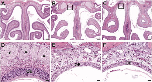 Figure 4. Level III sections of the nose from Hsd:Sprague Dawley® SD® rats exposed to 2-ethyltoluene prenatally and for 2 weeks via whole-body inhalation. In the control female rat (A, D), a uniformly thick olfactory epithelium (OE) lines all surfaces. In a higher magnification section at the dorsal meatus (area within the box), the olfactory nerves (*) are prominent in the lamina propria underlying the OE. In female rats from 150 ppm (B, E) and 300 ppm (C, F), there is mild atrophy of the both the olfactory epithelium and of the underlying olfactory nerves. (A, B, C: 4× original magnification, scale bar = 250 µm. D, E, F: 40× original magnification, scale bar = 25 µm). H&E.