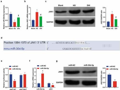 Figure 5. DHI upregulated miR-30d-5p and targeting JAK1 in vitro.