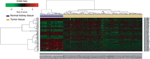 Figure 1 Hierarchical clustering dendrograms of expression patterns of differentially expressed miRNAs that can distinguish between normal kidney tissue and ccRCC tissue.Abbreviation: ccRCC, clear cell renal cell carcinoma.