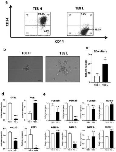 Figure 3. Expression levels of FGFRs are different between CD24H cells and CD24L cells. (a) High CD24 and high CD44 (CD24H; TE8H) or low CD24 and high CD44 (CD24L; TE8L) cells were sorted by FACS inTE8 cells. (b) Representative colonies of 3D-culture of TE8H and TE8L cells. (c) Counts of sphere (≧100 µm) of TE8H and TE8L cells (n = 3) *p < .05 vs. TE8H cells. (d) mRNA expression of EMT markers and differentiation markers in TE8H and TE8L cells. *p < .05, ***p < .001 vs. TE8H cells. (e) mRNA expression of FGFRs in TE8H and TE8L cells. *p < .05, ***p < .001 vs. TE8H cells. n.s.: not-significant, E-cad: E-cadherin, Vim: Vimentin