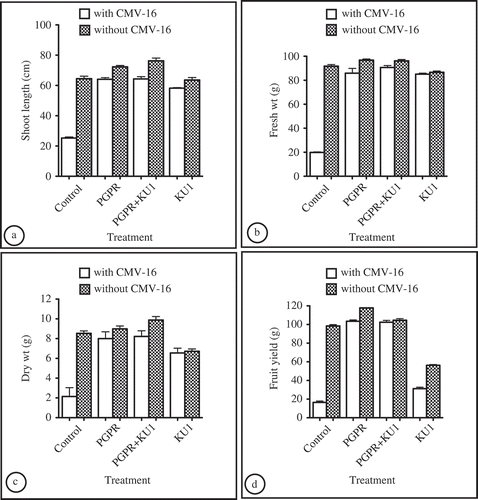 Fig. 3. Differences in the various growth parameters between treatments. a, Shoot length of tomato plants from different treatments in the presence and absence of the CMV-16 virus, respectively. b, Fresh weight of tomato plants from different treatments in the presence and absence of CMV-16 virus, respectively. c, Dry weight of tomato plants from different treatments in the presence and absence of CMV-16 virus, respectively. d, Fruit yield of tomato plants from different treatments in the presence and absence of CMV-16 virus, respectively. Plant growth-promoting rhizobacteria used: a mixture of Pseudomonas aeruginosa and Stenotrophomonas rhizophila. Control: control plants without any protective treatments; PGPR: plants preventatively inoculated with the PGPR mixture alone; PGPR+KU1: plants preventatively inoculated with PGPR mixture and CMV-KU1; KU1: plants preventatively inoculated with CMV-KU1 virus. Standard error represented by error bars.