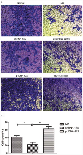 Figure 4. 17A overexpression activated the invasion of SH-SY5Y cells. (a) Representative images of SH-SY5Y cell invasion; (b) The percentage of invasive cells was significantly lower in cells transfected with shRNA-17A, compared with that of NC (p < 0.05) and pcDNA-17A transfection (p < 0.01). (*p < 0.05, **p < 0.01).