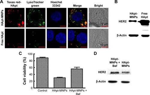 Figure 6 Lysosomal function is required for the cytotoxic effect of HApt-MNPs.Notes: (A and B) SKBR3 cells were treated with HApt-MNPs or free HApt for 8 h at the same HApt concentration (125 nM), followed by fresh complete media for 16 h, then stained with lysosome tracker (green fluorescence) and Hoechst 33342 (blue fluorescence). (A) Confocal fluorescence microscopy images. Cellular signals were much stronger for HApt-MNPs (red, top panel) than free-HApt (red, bottom panel). Scale bars =10 μm. (B) Western blot of HER2 protein expression. β-Actin was used as a protein loading control. Mean (±SD) HER2 band intensity was 24,454.43 (±1,632.02) for HApt-MNPs and 79,276.08 (±2,162.13) for free HApt (n=3). (C and D) SKBR-3 cells were treated with HApt-MNPs (125 nM) and bafilomycin A1 (Baf) for 24 h. (C) Cell viability was assessed using the CCK-8 assay. Values are mean (±SD) of five independent experiments. (D) Western blot of HER2 protein expression. β-Actin was used as a protein loading control. Mean (±SD) HER2 band intensity was 22,714.28 (±1,326.53) for cells treated with HApt-MNPs and bafilomycin A1 and 16,424.66 (±924.12) for cells treated with HApt-MNPs without bafilomycin A1 (n=3).Abbreviations: CCK-8, Cell Counting Kit-8; HApt, human epidermal growth factor receptor 2 aptamer; MNPs, micelle-like nanoparticles.