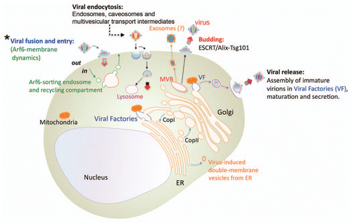 Figure 1 Membrane dynamics processes in host cells that are involved in the life cycle of viral infection. The schematic representation of a cell and the different intracellular membrane-compartments, constitutive or putative sites formed by viruses to accomplish their infection processes, are shown. The non-regenerative viral membrane of enveloped viruses and the dynamics cell-host membranes play an important role during early infection process, since these two opposed membranes need to fuse, either at cell-surface or in an endocytic route (clathrin-, caveolae- or pinocytosis-dependent), to promote viral entry and infection. Endocytosis is initiated at the plasma membrane and progress through early and late endosomes, where some viruses replicate and are recycled back to the plasma membrane or transported to lysosomes to complete the life cycle. In the case of HIV-1, this enveloped virus requires Arf6-membrane dynamics to efficiently fuse with plasma membrane and promote entry and infection of CD4+ T lymphocytes (Asterisk scheme and Fig. 2). The non-endocytic route followed by HIV-1 during early infection is decisive to establish viral latent infection. Once inside the cell, many viruses accomplish their replication process through exploiting or modulating membrane traffic, and generating specialized compartments to assure viral survival, such as Viral Factories (VF), multivesicular bodies (MVB), double-membrane compartments, budding on plasma membrane and exosomes (it is conceivable that some viruses may actually be released as exosomes ). These membrane structures, cell-constitutive or arranged by the different viral proteins, are required for viral-gene replication, morphogenesis, export, viral maturation and release from cell-surface, and also serve to evade the immune responses against viral genomes. Viral proteins could enter the secretory pathway by co-translational translocation into the endoplasmic reticulum (ER; only a part of the perinuclear ER is shown), to be further transported from the ER to the Golgi complex in vesicles and in a coatomer protein complex (COP) II-dependent manner. Viral complexes formed inside MVBs, in communication with vesicles, mitochondria, Golgi cisternae and ER-membranes, could be transported through the Golgi network to the plasma membrane to be released as viral particles. Viral budding of enveloped viruses is mainly under the control of the activity of ESCRT-III complexes that are recruited to the site of viral release by ESCRT-I or Alix proteins that interacts with matrix viral proteins located on cell-surface.