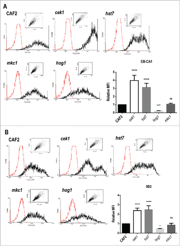 Figure 2. Levels of α‑ and β‑mannosides at the cell wall surface of strains defective in elements from the MAPK signaling network. Cells from stationary cultures of CAF2, cek1, hst7, mkc1 and hog1 mutants were analyzed by flow cytometry to detect the levels of α‑1,2‑ and β‑1,2‑mannosides (α‑M and β‑M), recognized by the specific antibodies EB‑CA1 (A) and 5B2 (B) respectively. Representative histograms (the red histogram refers to samples treated only with the secondary antibody) and mean fluorescence intensities (MFI) from three independent experiments with the corresponding standard deviation are shown. One way ANOVA followed by Dunnet's correction for multiple comparisons was applied to evaluate differences between mutants and wild type strain (*p < 0.05, **p < 0.01, ***p < 0.001, ****p < 0.0001). MFI absolute values for CAF2 cells were 665.8 (A) and 170.8 (B).