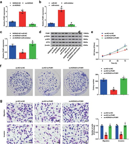 Figure 5. NORAD/miR-323a-3p/PUM1/eIF2 functions through an axial relationship. A, PUM1 expression in MDA-MB-453 cells detected using RT-qPCR after transfection of NORAD-NC, sh-NORAD, or oe-NORAD; B, PUM1 expression in MDA-MB-453 cells detected using RT-qPCR after transfection of miR-323a-3p NC, miR-323a-3p mimic, or miR-323a-3p inhibitor; C, PUM1 expression in the NORAD-NC + miR-NC, sh-NORAD + miR-NC and sh-NORAD + miR-inhibitor expression detected using RT-qPCR; D, protein contents of PUM1, p-PERK, p-EIF2 and ATF4 detected using Western blot analysis; E, the absorbance at 570 nm at different time points (0, 24, 48, 72 h) detected using MTT; F, the number of colonies detected using colony formation experiment; G, the migration and invasion detected using Transwell method. repetitions = 3; the measurement data conforming to the normal distribution were expressed as mean ± standard deviation and one-way ANOVA was used for comparisons among multiple groups, followed by Tukey’s post hoc test; * P < 0.05 vs the NORAD-NC group; # P < 0.05 vs the miR-323a-3p-NC group; $ P < 0.05 vs the NORAD-NC + miR-323a-3p-NC group; & P < 0.05 vs the oe-NC + si-NC group; ^ P < 0.05 vs the oe-NC + si-PUMI group