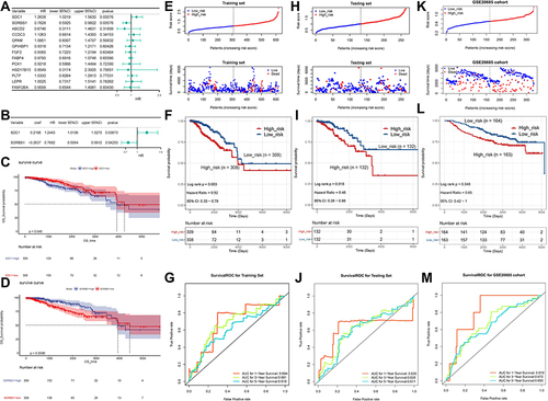 Figure 3 Risk score independent of the prognostic analysis. (A) Univariate Cox analysis showing the hazard ratio of each candidate prognosis-related lipid metabolism DEG in predicting overall survival in BRCA from the training set. (B) Multivariate Cox regression analysis of 2 prognostic genes. (C) Survival analysis of SDC1. (D) Survival analysis of SORBS1. (E) The distribution of risk score and survival status of the training set-BRCA patients in the high- and low-risk groups. (F) Survival analysis of the high- and low-risk groups in the training set. (G) ROC curve showing the moderate accuracy of the constructed prognostic model of BRCA from the training set. (H) The distribution of ROC analysis of the two-gene signature in the testing set. (I) The distribution of Kaplan-Meier survival analysis of the two-gene signature in the testing set. (J) The distribution of risk score and survival status analysis of the two-gene signature in the testing set. (K) The distribution of ROC analysis of the two-gene signature in the GSE20685 dataset. (L) The distribution of Kaplan-Meier survival analysis of the two-gene signature in the GSE20685 dataset. (M) The distribution of risk score and survival status analysis of the two-gene signature in the GSE20685 dataset.