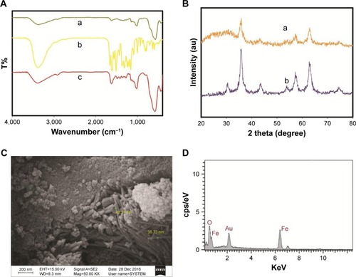 Figure 2 Characterization of QC-Fe3O4. FT-IR spectra for the (A) dextran-coated, (B) pure QC, and (C) QC-conjugated Fe3O4 nanoparticles (A). XRD pattern of the (A) dextran-coated and (B) QC-conjugated Fe3O4 nanoparticles (B). Scanning electron microscopy image of QC-conjugated Fe3O4 nanoparticles (C). Scanning electron microscope-EDX spectrum of QC-conjugated Fe3O4 nanoparticles (D).Abbreviations: FT-IR, Fourier transform infrared; QC, quercetin; XRD, X-ray diffraction.