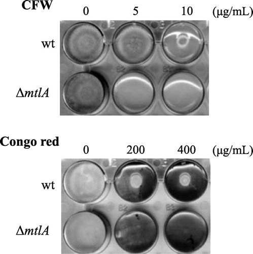 Fig. 2. The ΔmtlA strain exhibited sensitivity to CFW and Congo red.Note: Approximately 104 conidiospores of the wt and ΔmtlA strains were inoculated onto MM agar containing CFW or Congo red and cultured at 30 °C for three days.